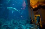 Atlantis - The Palm - Huge Aqaurium